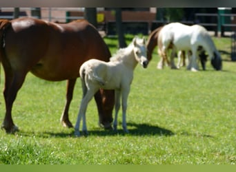 Sonstige Rassen, Stute, Fohlen (04/2026), 135 cm, Palomino