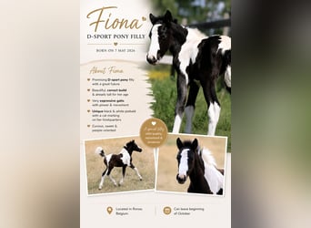 Sonstige Rassen, Stute, Fohlen (05/2026), 148 cm, Tobiano-alle-Farben