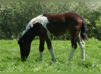 Sonstige Rassen, Stute, , 150 cm, Schecke