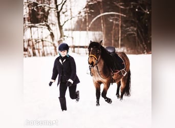 Sonstige Rassen, Wallach, 10 Jahre, 132 cm, Rotbrauner
