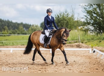 Sonstige Rassen, Wallach, 10 Jahre, 132 cm, Rotbrauner