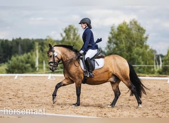 Sonstige Rassen, Wallach, 10 Jahre, 132 cm, Rotbrauner