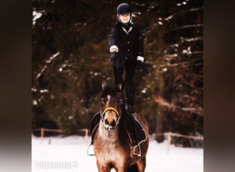 Sonstige Rassen, Wallach, 10 Jahre, 132 cm, Rotbrauner