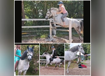 Sonstige Rassen Mix, Wallach, 10 Jahre, 135 cm, Schimmel