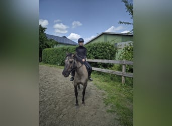 Sonstige Rassen Mix, Wallach, 10 Jahre, 138 cm
