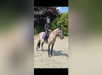 Sonstige Rassen Mix, Wallach, 10 Jahre, 138 cm