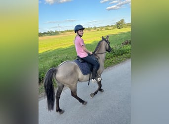 Sonstige Rassen Mix, Wallach, 10 Jahre, 138 cm