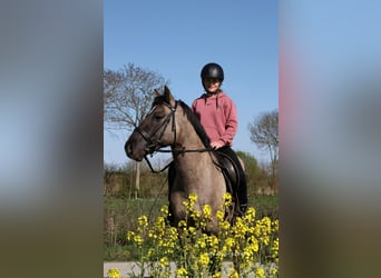 Sonstige Rassen Mix, Wallach, 10 Jahre, 138 cm