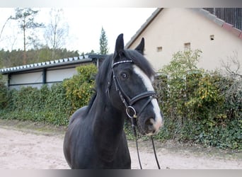 Sonstige Rassen, Wallach, 10 Jahre, 147 cm, Rappe