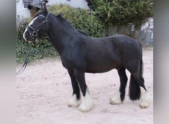 Sonstige Rassen, Wallach, 10 Jahre, 147 cm, Rappe