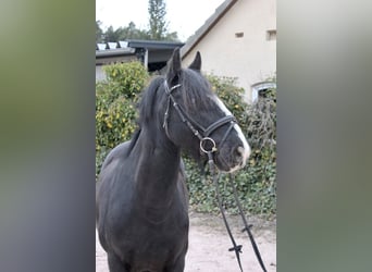 Sonstige Rassen, Wallach, 10 Jahre, 147 cm, Rappe