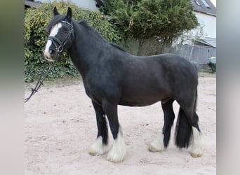 Sonstige Rassen, Wallach, 10 Jahre, 147 cm, Rappe