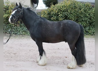 Sonstige Rassen, Wallach, 10 Jahre, 147 cm, Rappe