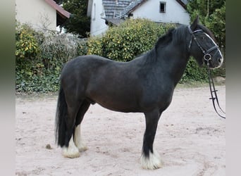 Sonstige Rassen, Wallach, 10 Jahre, 147 cm, Rappe