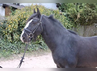 Sonstige Rassen, Wallach, 10 Jahre, 147 cm, Rappe