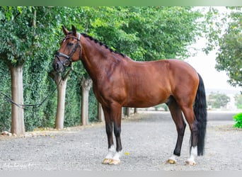 Sonstige Rassen Mix, Wallach, 10 Jahre, 149 cm, Rotbrauner