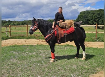 Sonstige Rassen, Wallach, 10 Jahre, 150 cm, Dunkelbrauner