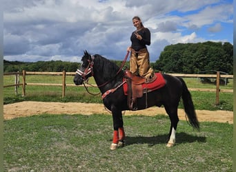 Sonstige Rassen, Wallach, 10 Jahre, 150 cm, Dunkelbrauner