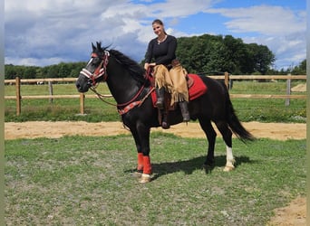 Sonstige Rassen, Wallach, 10 Jahre, 150 cm, Dunkelbrauner