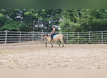 Sonstige Rassen, Wallach, 10 Jahre, 150 cm, Falbe