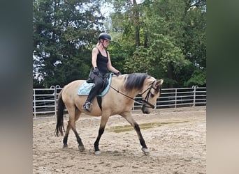 Sonstige Rassen, Wallach, 10 Jahre, 150 cm, Falbe