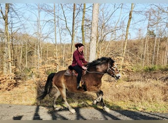 Sonstige Rassen Mix, Wallach, 10 Jahre, 152 cm, Brauner