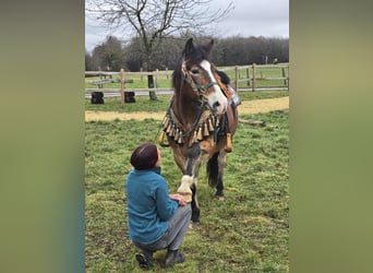 Sonstige Rassen Mix, Wallach, 10 Jahre, 152 cm, Brauner