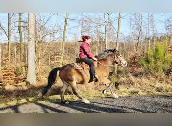 Sonstige Rassen Mix, Wallach, 10 Jahre, 152 cm, Brauner