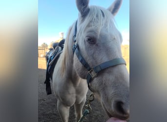 Sonstige Rassen, Wallach, 10 Jahre, 152 cm, Cremello