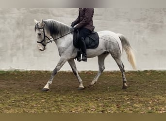 Sonstige Rassen, Wallach, 10 Jahre, 152 cm, Fliegenschimmel