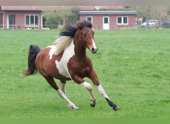 Sonstige Rassen, Wallach, 10 Jahre, 152 cm, Schecke