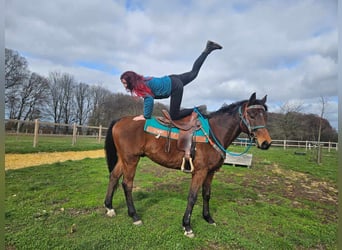 Sonstige Rassen, Wallach, 10 Jahre, 155 cm