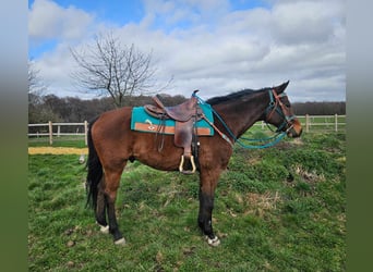 Sonstige Rassen, Wallach, 10 Jahre, 155 cm