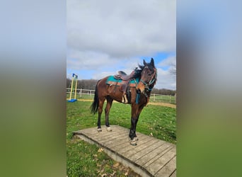 Sonstige Rassen, Wallach, 10 Jahre, 155 cm