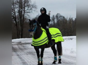 Sonstige Rassen, Wallach, 10 Jahre, 156 cm