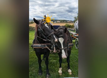 Sonstige Rassen Mix, Wallach, 10 Jahre, 158 cm, Rappe