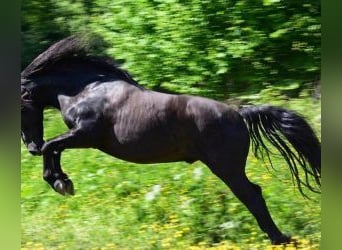 Sonstige Rassen Mix, Wallach, 10 Jahre, 160 cm, Rappe