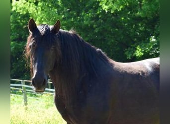 Sonstige Rassen Mix, Wallach, 10 Jahre, 160 cm, Rappe