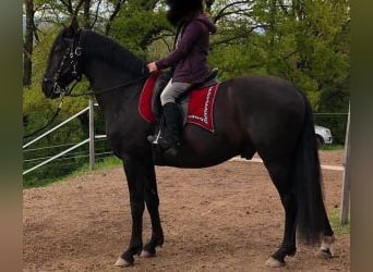 Sonstige Rassen Mix, Wallach, 10 Jahre, 160 cm, Rappe