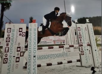 Sonstige Rassen, Wallach, 10 Jahre, 168 cm, Brauner