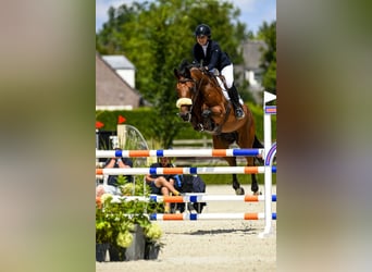 Sonstige Rassen Mix, Wallach, 10 Jahre, 174 cm, Rotbrauner