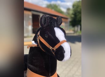 Sonstige Rassen, Wallach, 10 Jahre, 70 cm, Rappe