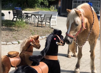 Sonstige Rassen, Wallach, 10 Jahre, 70 cm, Rappe