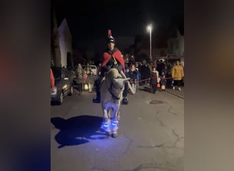 Sonstige Rassen Mix, Wallach, 11 Jahre, 136 cm, Apfelschimmel