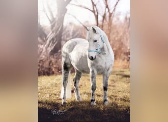Sonstige Rassen Mix, Wallach, 11 Jahre, 136 cm, Apfelschimmel