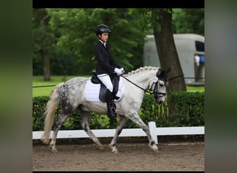 Sonstige Rassen Mix, Wallach, 11 Jahre, 136 cm, Apfelschimmel