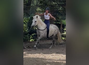 Sonstige Rassen Mix, Wallach, 11 Jahre, 136 cm, Apfelschimmel