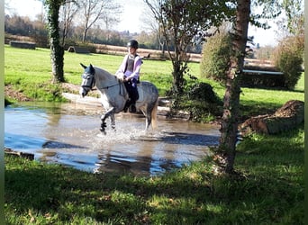 Sonstige Rassen Mix, Wallach, 11 Jahre, 136 cm, Apfelschimmel
