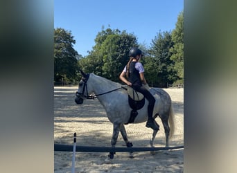 Sonstige Rassen Mix, Wallach, 11 Jahre, 136 cm, Apfelschimmel
