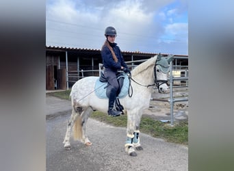 Sonstige Rassen Mix, Wallach, 11 Jahre, 136 cm, Apfelschimmel